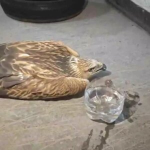 kayseride yarali sahin bulundu tedavi edilecek nTNEZCwJ