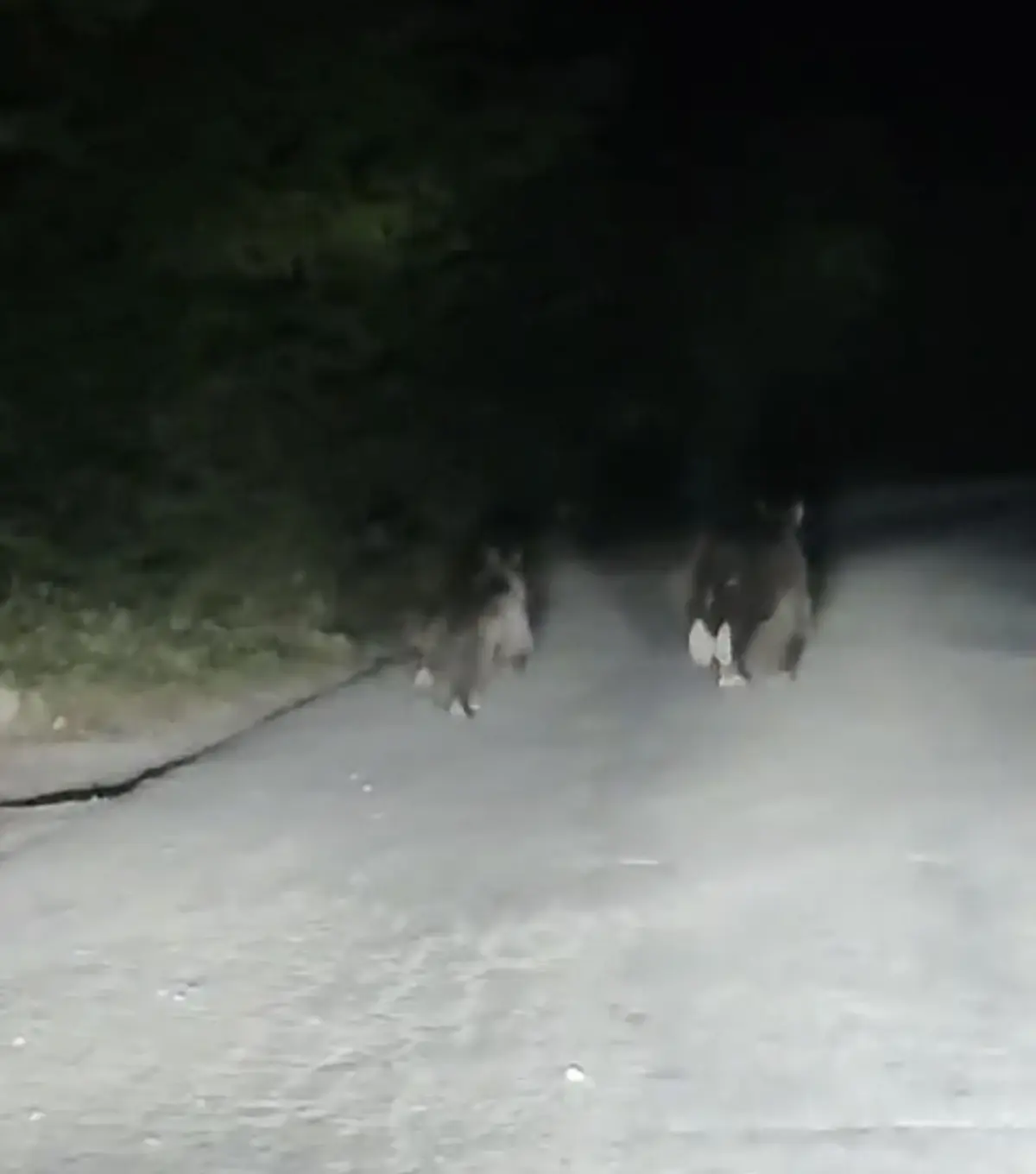 buyuk tehlike baya ve yavrusu yolda F5G2s4V1