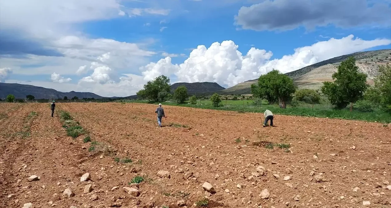 hasat basladi hem verim dustu hem de fiyatlar artti zj5MDuvd