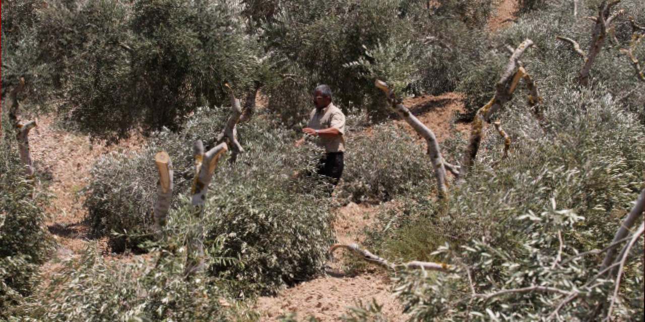 israil bu kez de filistinlilerin zeytin agaclarini kesti 4XIZ8BDf