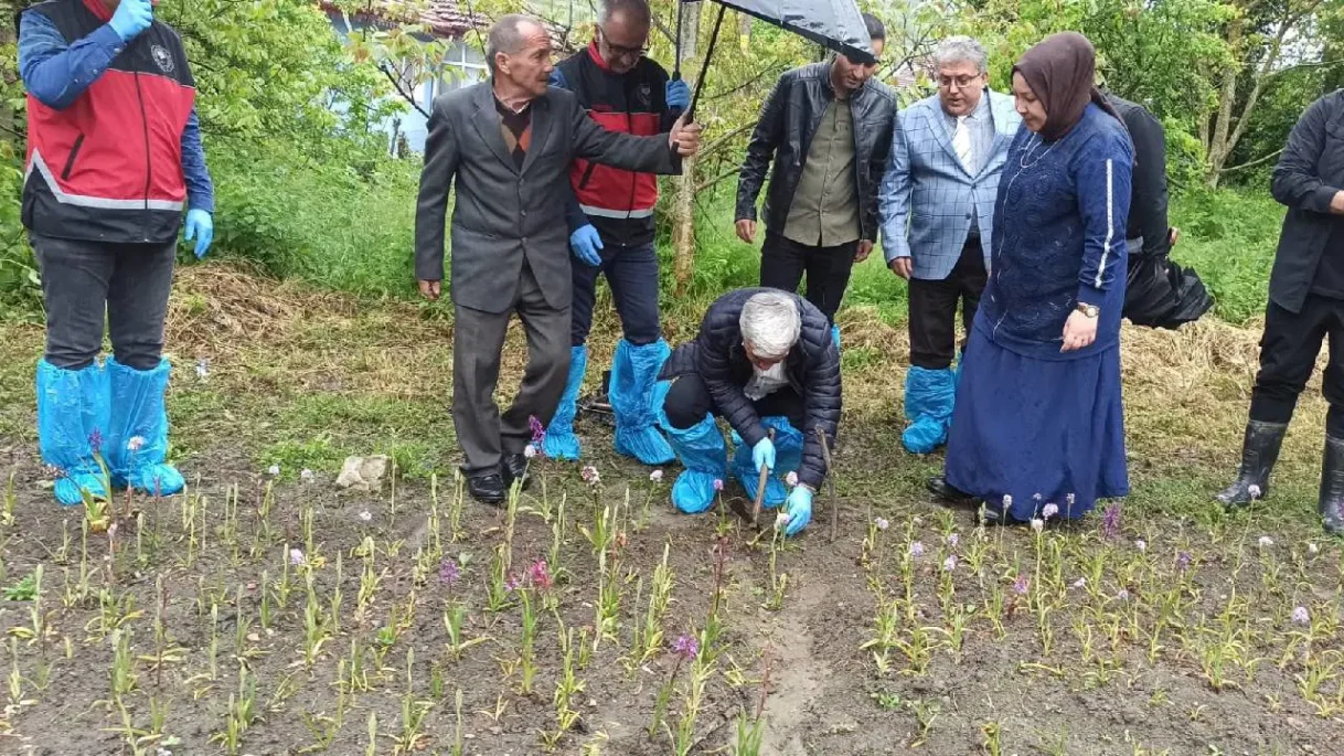 Doğa Yürüyüşüyle Başlayan Girişim: Salep Yetiştiriciliği ile Ekonomik Başarı