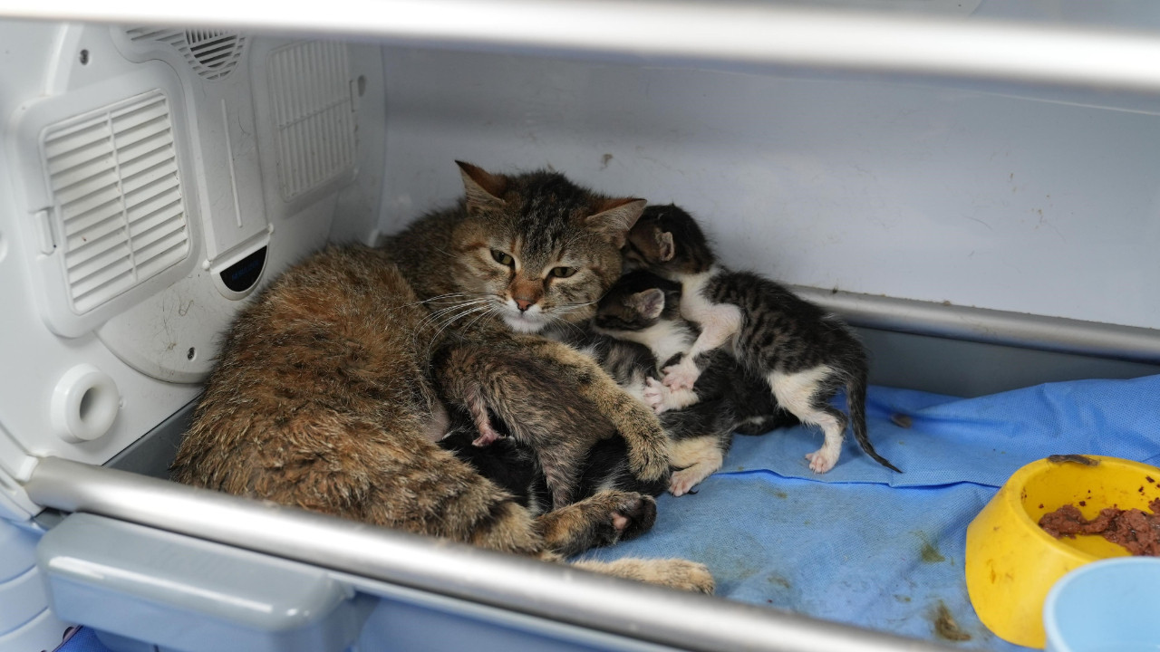Merhametin Simgesi: Süt Anne Kedi, Üç Yavruya Daha Sahip Çıktı