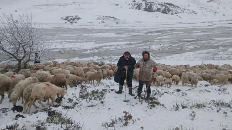 tipi-vurdu-heyelan-yolu-kapatti-2-coban-ve-yaklasik-650-kucukbas-hayvan-yaylada-mahsur-Sslh1VZx